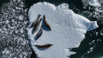 Antarktika'daki deniz buzul seviyesi, mevsimsel ortalamanın çok altında