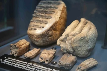 Aralarında mamut fosilinin de yer aldığı 545 milyon yıllık fosiller Samsun’da sergileniyor
