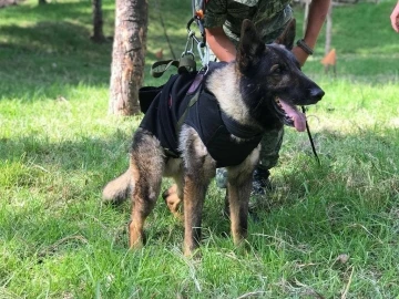 Arama-kurtarma köpeği Proteo onuruna Türkiye’den Meksika’ya yavru köpek hediyesi
