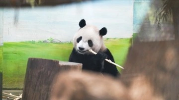 Araştırma: Hayvanat bahçesindeki pandalar "jetlag" yaşıyor olabilir