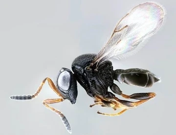 Arıcılar endişeliydi: “Samuray arıları bal arılarına zarar vermiyor”
