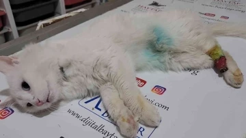 Arka patisi simetrik şekilde kesik bulunan kedi tedavi altına alındı
