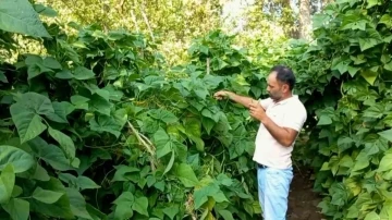 Ata tohumuyla yetiştirilen ‘Araplı fasulyesi’ hasadı başladı
