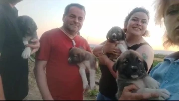 Av tüfeğiyle öldürülen sokak köpeğinin 4 yavrusu sahiplendirilecek