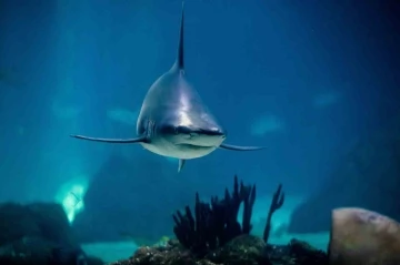 Avustralya’da köpekbalığı saldırısı: 1 ölü
