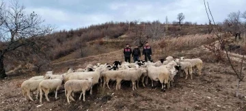 Aydın Köşk’te kaybolan 50 koyun, İzmir Ödemiş’te bulundu
