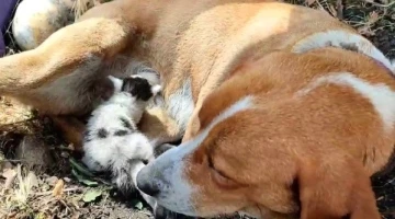 Ayvacık’ta annesinin terk ettiği yavru kediye, köpek annelik yapıyor
