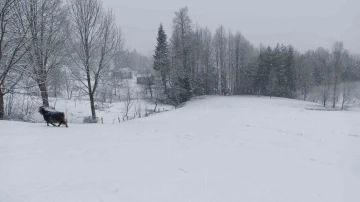 Bahar ayında Sakarya’nın yüksek kesimlerinde lapa lapa kar yağıyor
