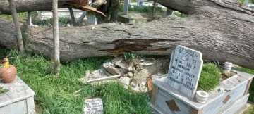Bakımsızlıktan yıkılan ağaçlar mezarlara zarar verdi
