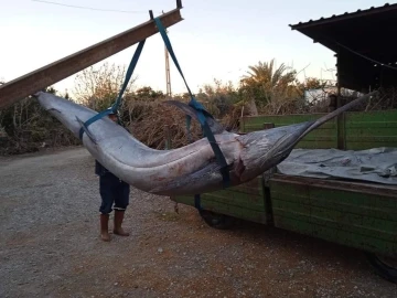 Balıkçı ağlarına “Blue Marlin” balığı takıldı
