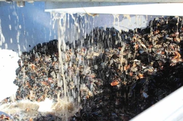 Balıkesir, Türkiye’yi midyeye doyuruyor

