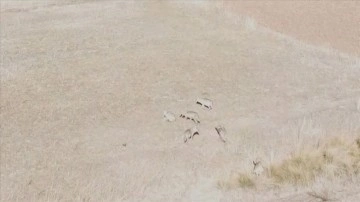 Bayburt'ta yiyecek arayan kurt sürüsü dron ile görüntülendi