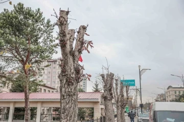 Belediyeden ağaç kesen müdürlük hakkında suç duyurusu
