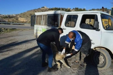 Besni’de sokak hayvanlarına kuduz aşısı yapılmaya başlandı
