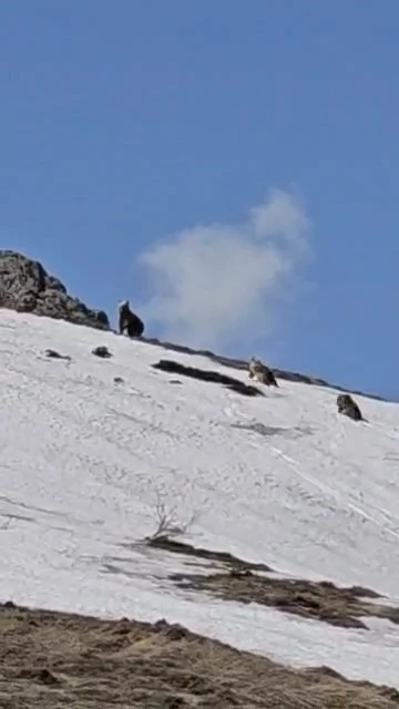 Bingöl’de ayılar karla kaplı tepede görüntülendi
