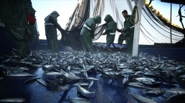  Akdeniz ve Karadeniz'de aşırı avlanma son 10 yılın en düşük seviyesine indi