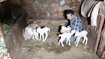 Bolu’da bir koyun seferde beşiz doğurdu
