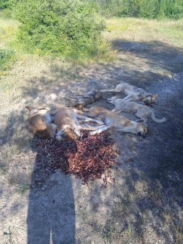 Bolu’da yan yana sıralanmış 6 köpek ormanda ölü bulundu
