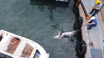 Boyu 2,5 metre: Mersin’de yunus balığı ölü olarak bulundu