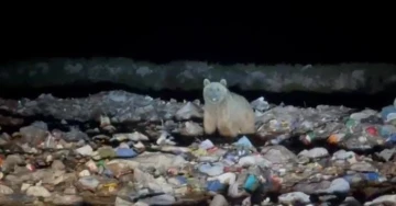Boz ayılar yiyecek ararken böyle görüntülendi
