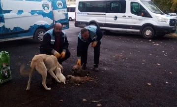 Bozova’da toplanan köpeklerin dağ başına bırakıldığı iddialarına yalanlama
