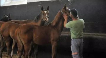 Bursa'da milyonluk Arap yarış atları yetiştiriliyor