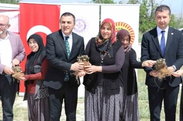Burdur’da üretici kadınlara 60 bin çilek fidesi dağıtıldı

