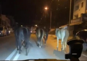 Bursa’da başıboş atlar sorun olmaya devam ediyor! 