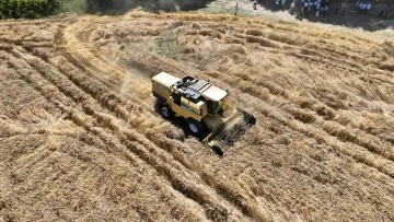 Bursa'da belediyeye ait arazide ekimi yapılan buğdaylardan 20 ton un elde edildi 