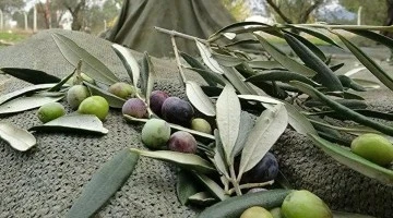 Bursa'da bulunan zeytin ağacı rakamı açıklandı 