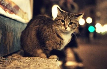 Bursa'da esnaf sokak kedilerine dükkanlarında sahip çıkıyor