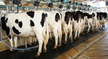 Bursa'da İş Bankası'nın katkılarıyla süt hayvancılığının geleceği ele alındı