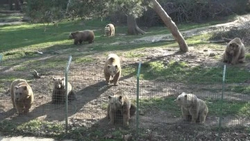 Bursa'daki ayıların psikolojisi bozuldu 