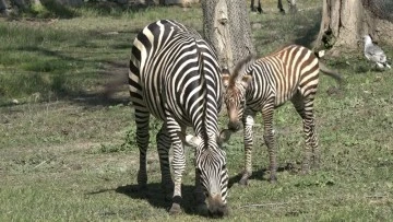 Bursa Hayvanat Bahçesi'nde yeni doğumlarla zebra sayısı 23'e yükseldi 