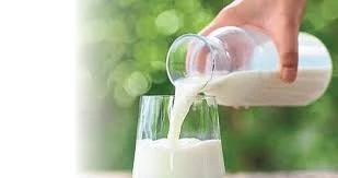 Bursa Karacabey TİGEM istihsali 30.000 kg koyun sütü satılacak!