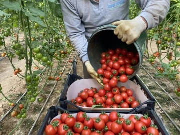Bursa'nın yaş meyve ve sebze ihracatında hedef açıklandı
