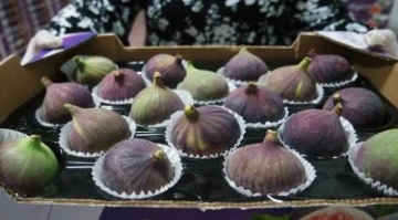 Bursa siyah inciri Japon marketlerdeki yerini almaya hazırlanıyor 