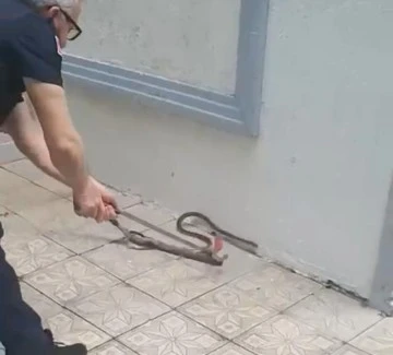 Bursa Yıldırım'da vatandaşlara korku veren yılan 