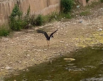 Çankırı’da kara leylek görüntülendi
