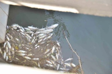 Ceyhan Nehri’nde balık ölümleri meydana geldi

