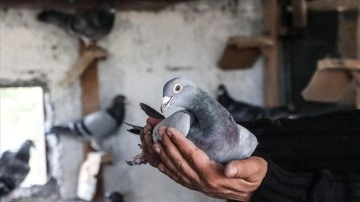 Çöken binadan kurtardığı güvercinlerini arkadaşına emanet etti