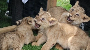 Cumhurbaşkanı Erdoğan'a hediye edilen aslanların Gaziantep'te dünyaya gelen dört yavrusu t