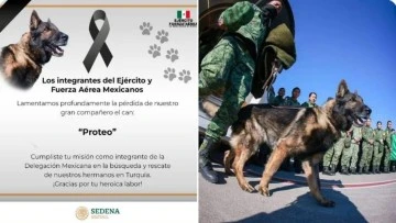Deprem bölgesinde arama-kurtarma çalışmalarına katılan Proteo isimli köpek hayatını kaybetti 