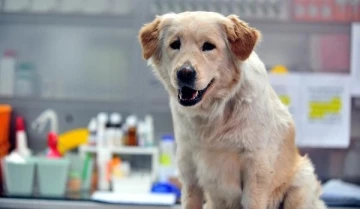Depremde yaralı kurtarılan köpek Bursa'da tedaviye alındı, adı 'Mucize' çıktı
