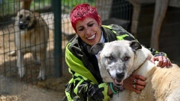 Depremden yaralı kurtarılan sahipsiz köpek artık daha "Güçlü"
