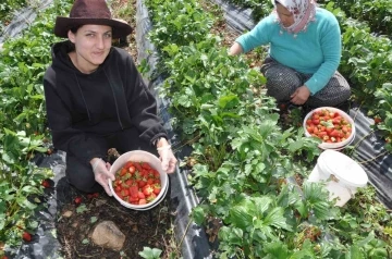 Devlet desteğiyle kurulan çilek bahçeleri yüzlerce kadına iş olanağı sağlıyor
