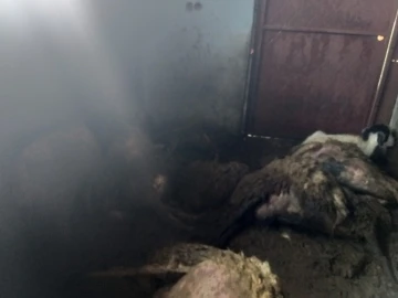 Devlet destekli alınan sürüye kurt dadandı: 35 koyun telef oldu
