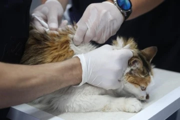 Diyarbakır’da 4 bin 506 kedi-köpek aşılandı
