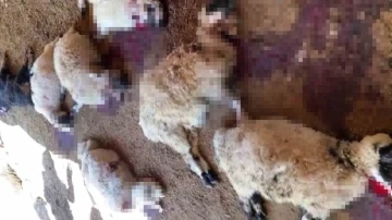 Diyarbakır’da ağıla giren köpek sürüsü yaklaşık 40 koyunu telef etti
