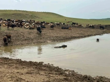 Diyarbakır’da hayvanların içme suyunun karşılandığı göletler onarılıyor
